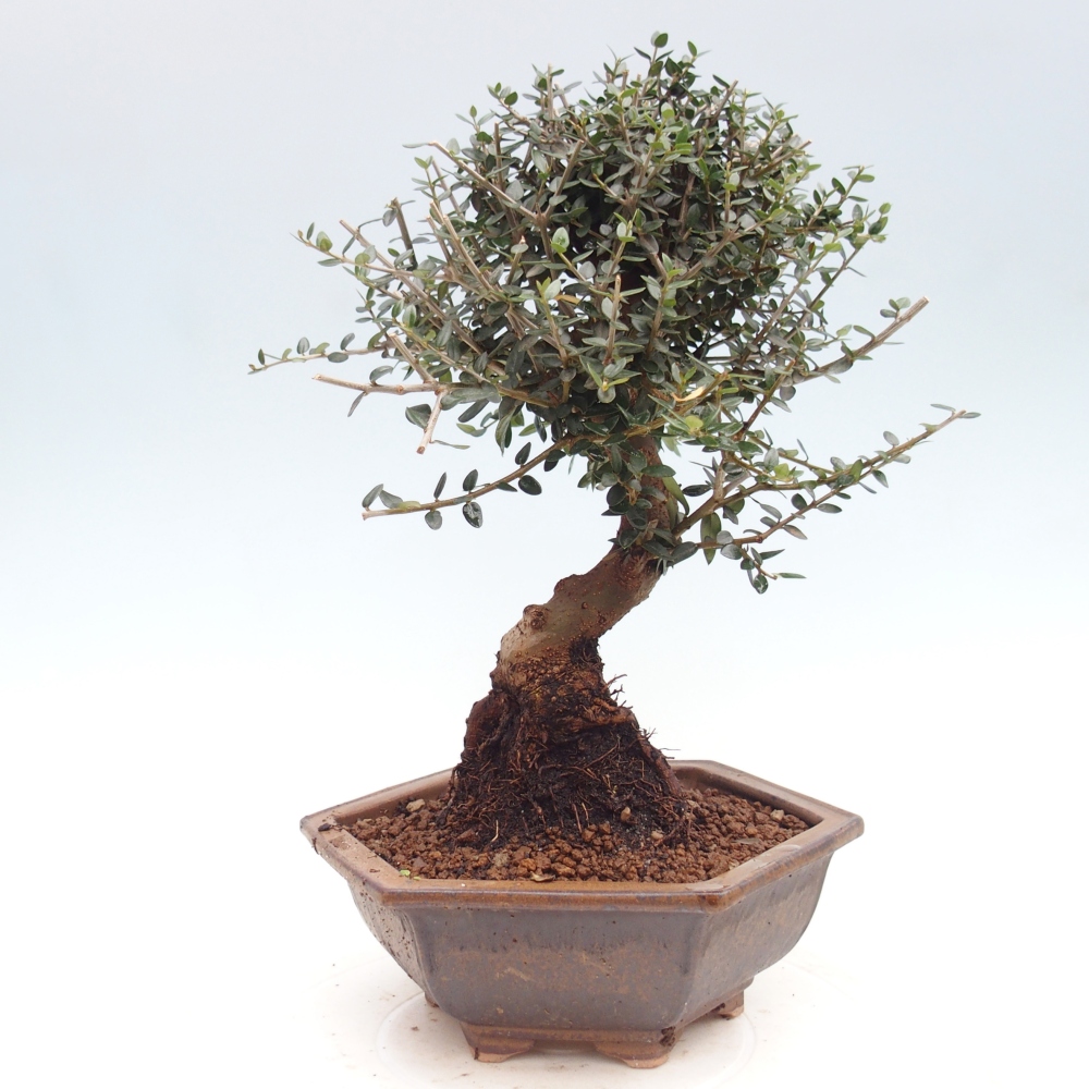 Indoor bonsai - Olea europaea sylvestris