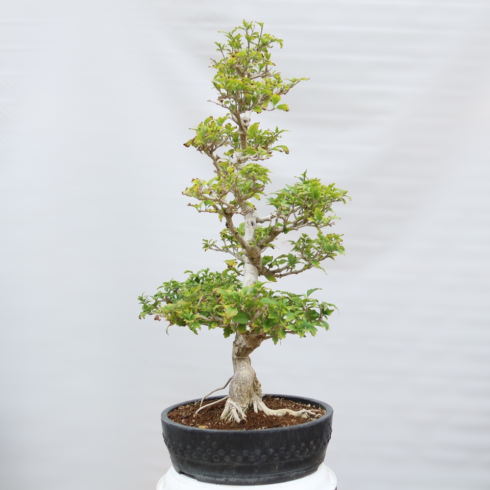 Outdoor Bonsai - Hibiscus syriacus - Syrian Hibiscus