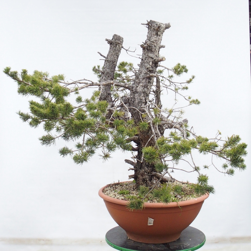 Yamadori - Pinus sylvestris Spain