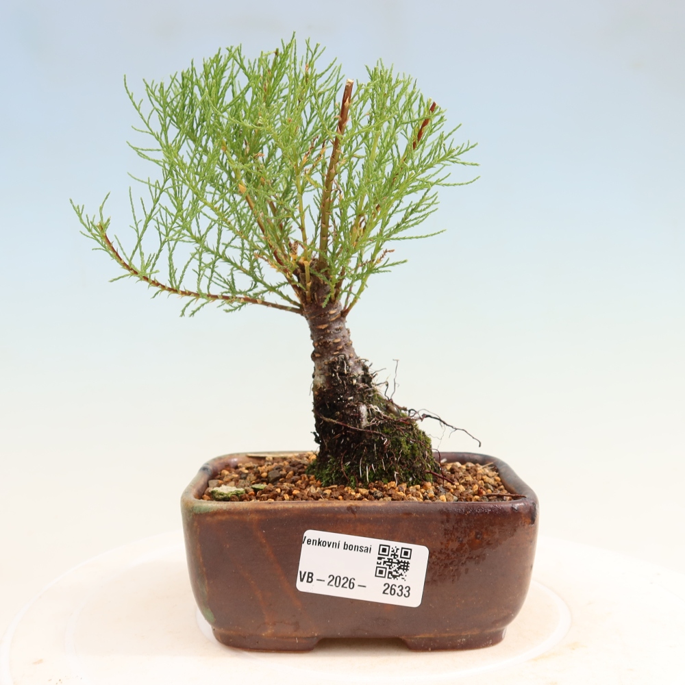 Outdoor Bonsai - Tamarisk - Tamarix