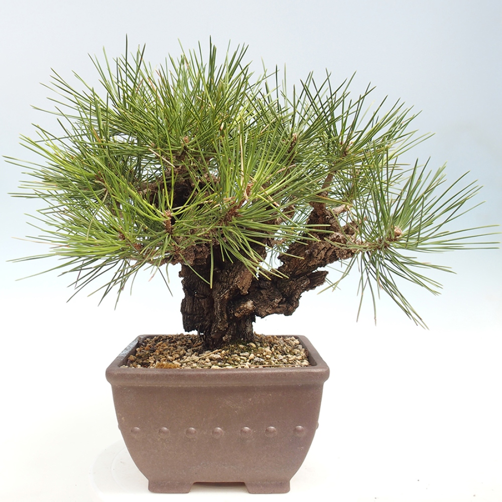 Outdoor bonsai - Pinus thunbergii - Thunberg pine