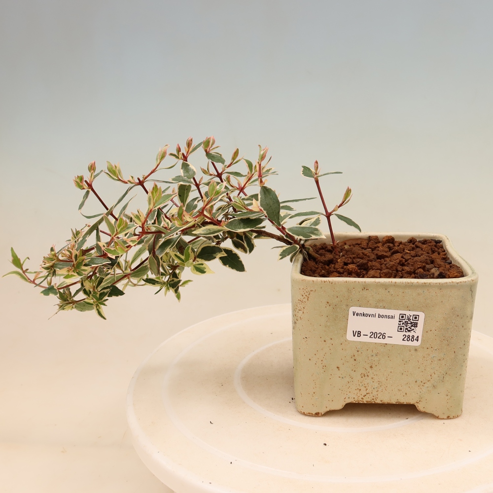 Outdoor Bonsai - Abelia gr. Confetti - Large-flowered Abelia