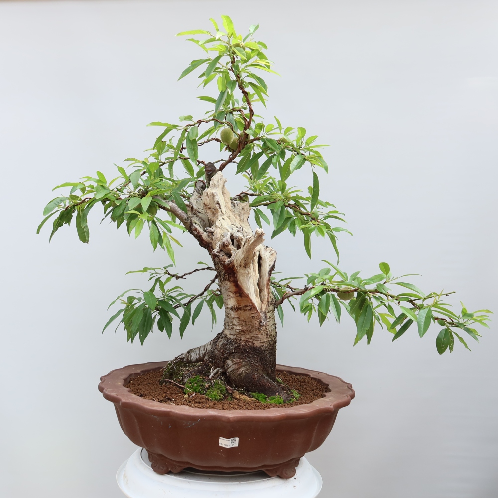 Outdoor Bonsai - Prunus dulcis – Common Almond