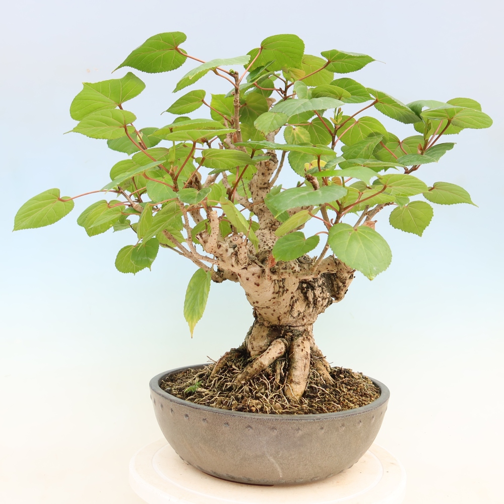 Indoor bonsai - Hibiscus tiliaceus - Sea Hibiscus