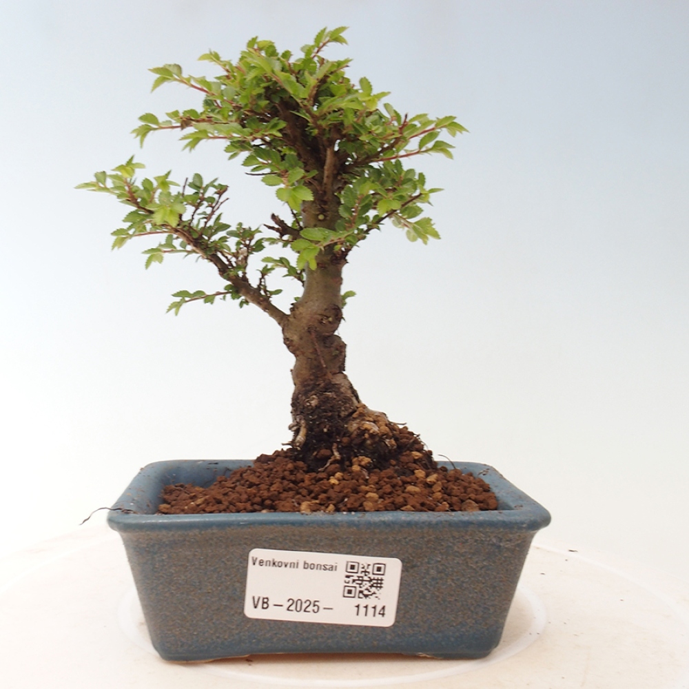Outdoor bonsai - Ulmus parvifolia Sagei - Small-leaved elm