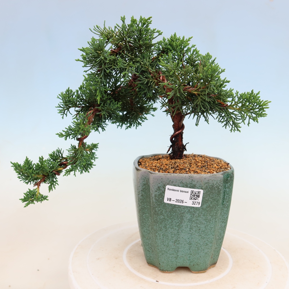 Outdoor bonsai - Juniperus chinensis Kishu