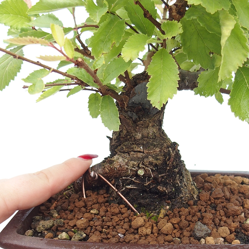 Outdoor bonsai - Zelkova - Zelkova NIRE