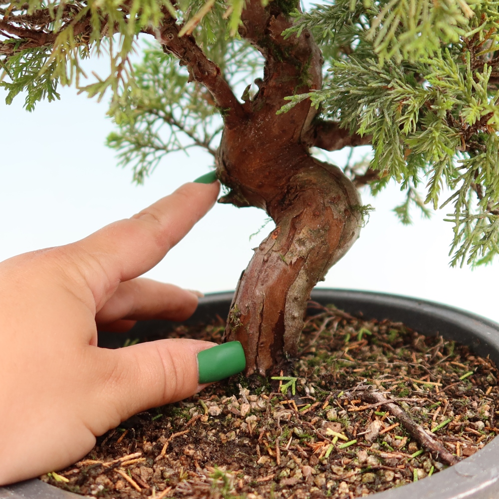 Outdoor Bonsai - Juniperus chinensis Itoigawa - Chinese Juniper