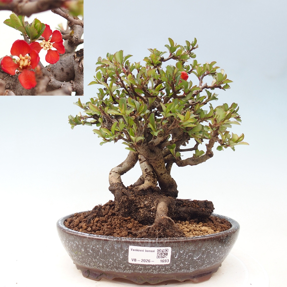 Outdoor bonsai - Chaneomeles speciosa - Quince