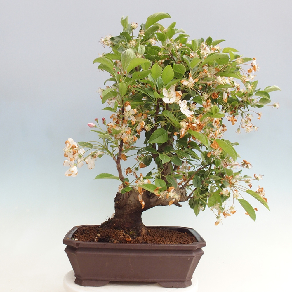 Outdoor bonsai - Malus halliana - Small-fruited apple tree