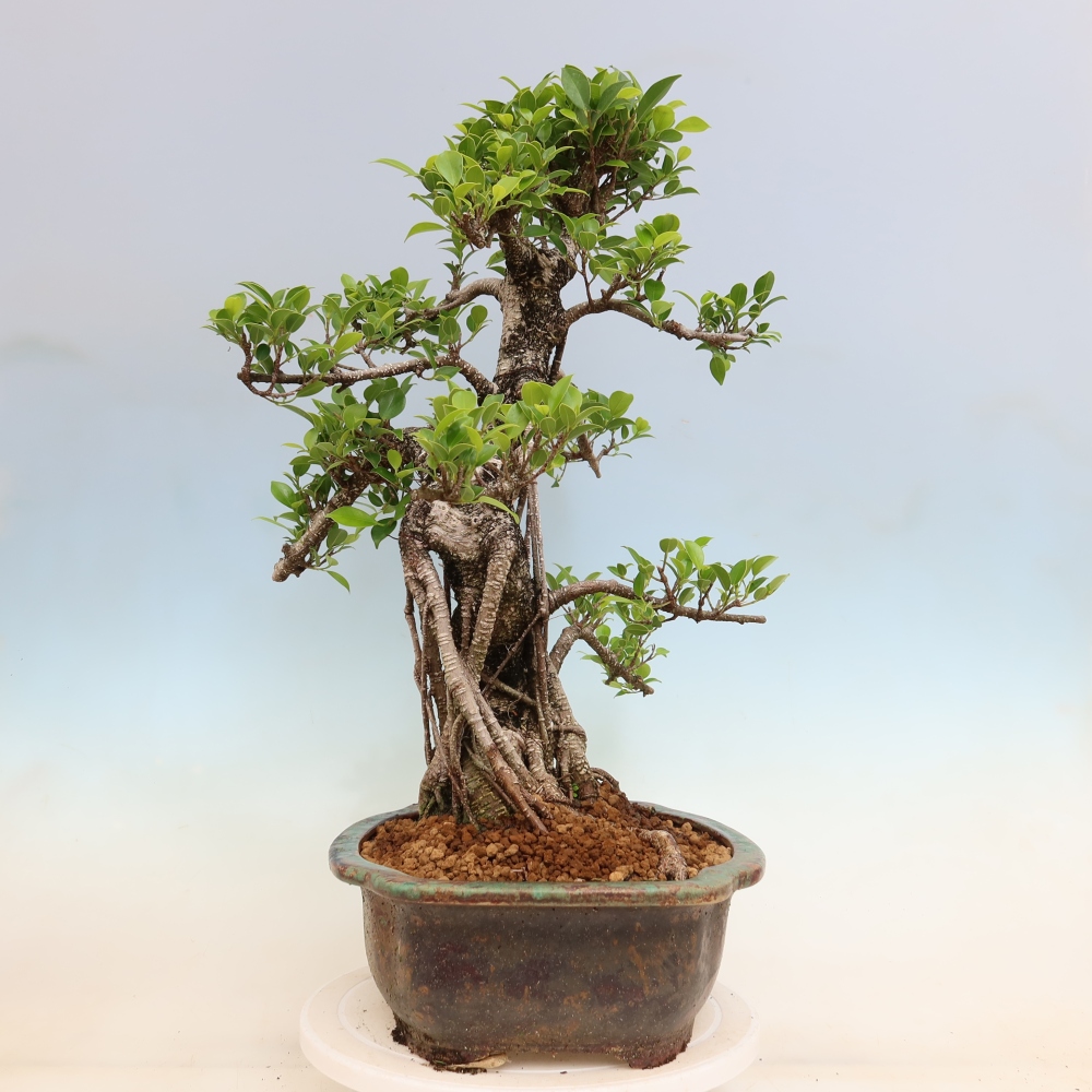 Room bonsai - Ficus kimmen - small-leaved ficus
