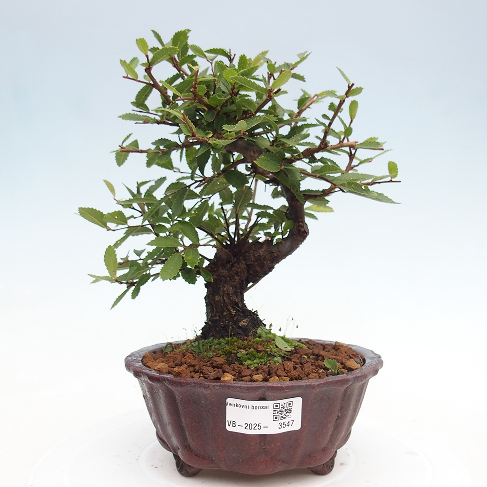 Outdoor bonsai - Zelkova - Zelkova NIRE