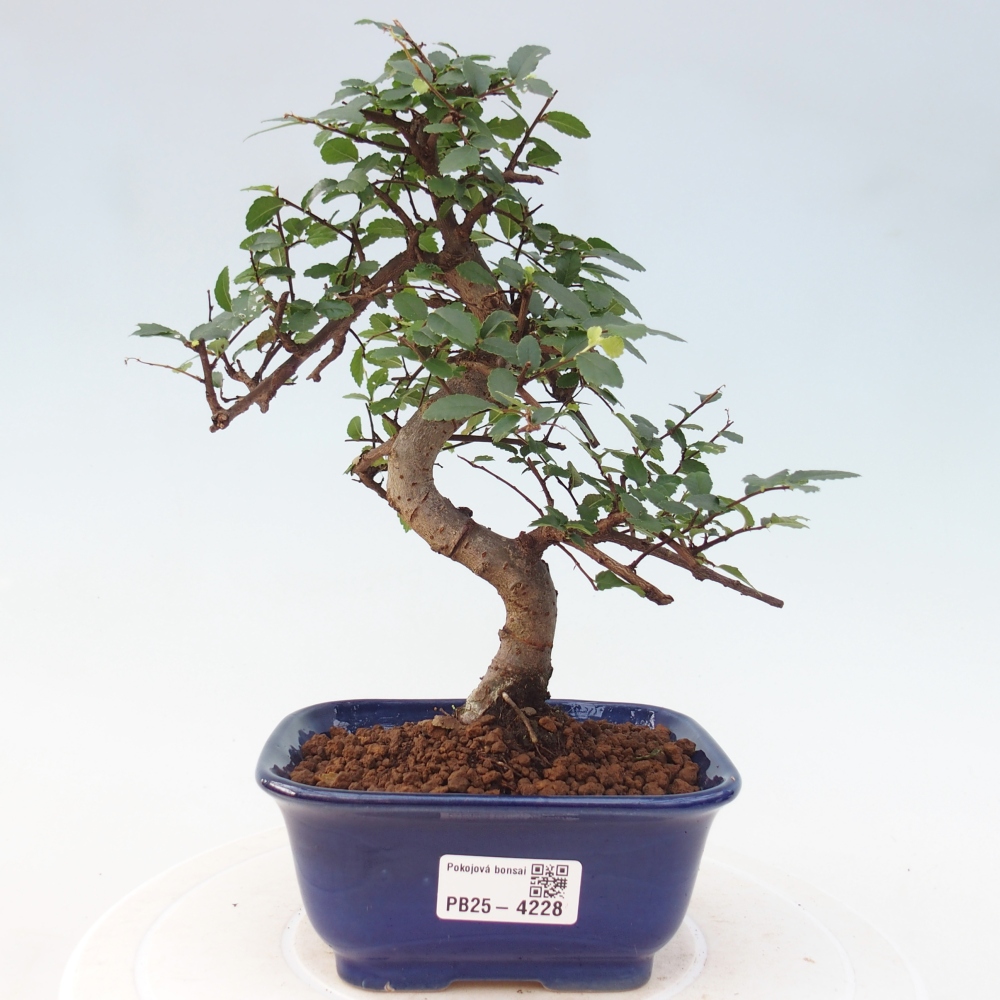 Room bonsai - Ulmus parvifolia - Small-leaved elm