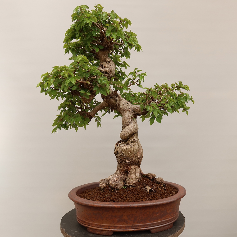 Outdoor bonsai - Carpinus Coreana - Korean hornbeam