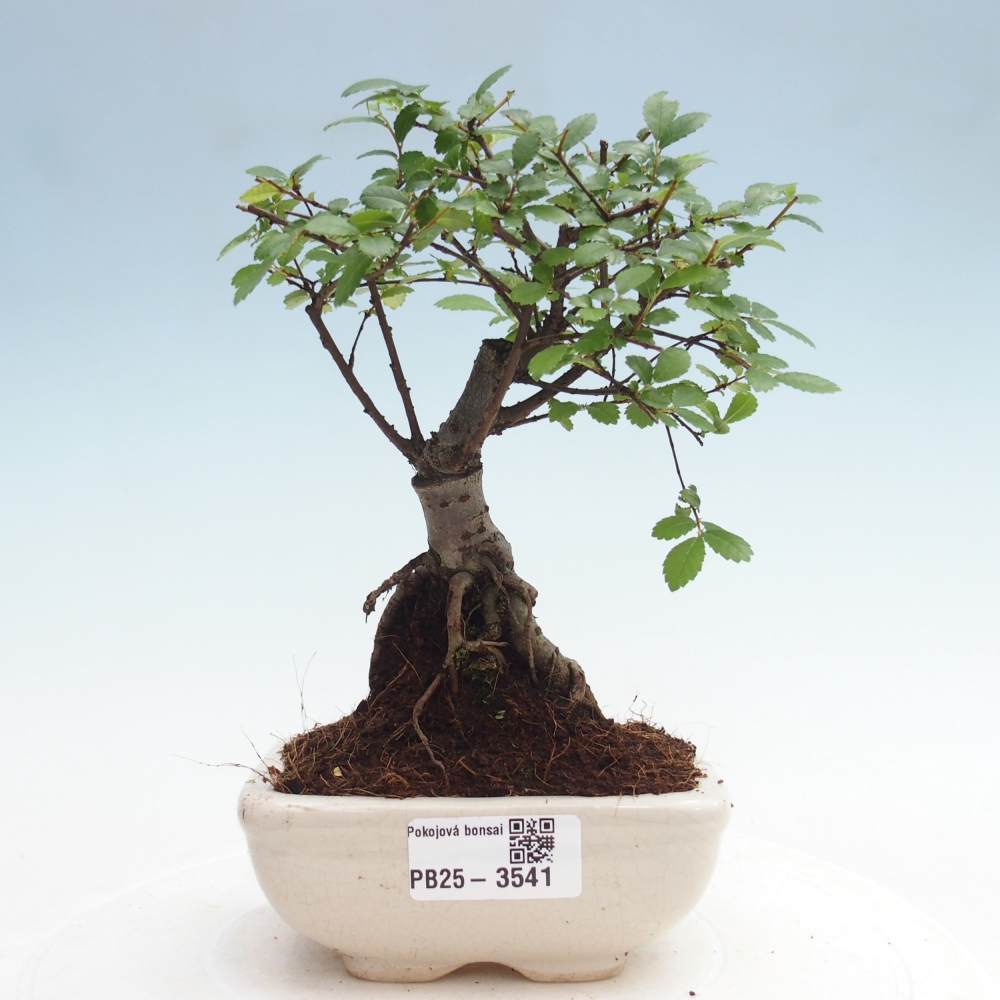 Room bonsai - Ulmus parvifolia - Small-leaved elm