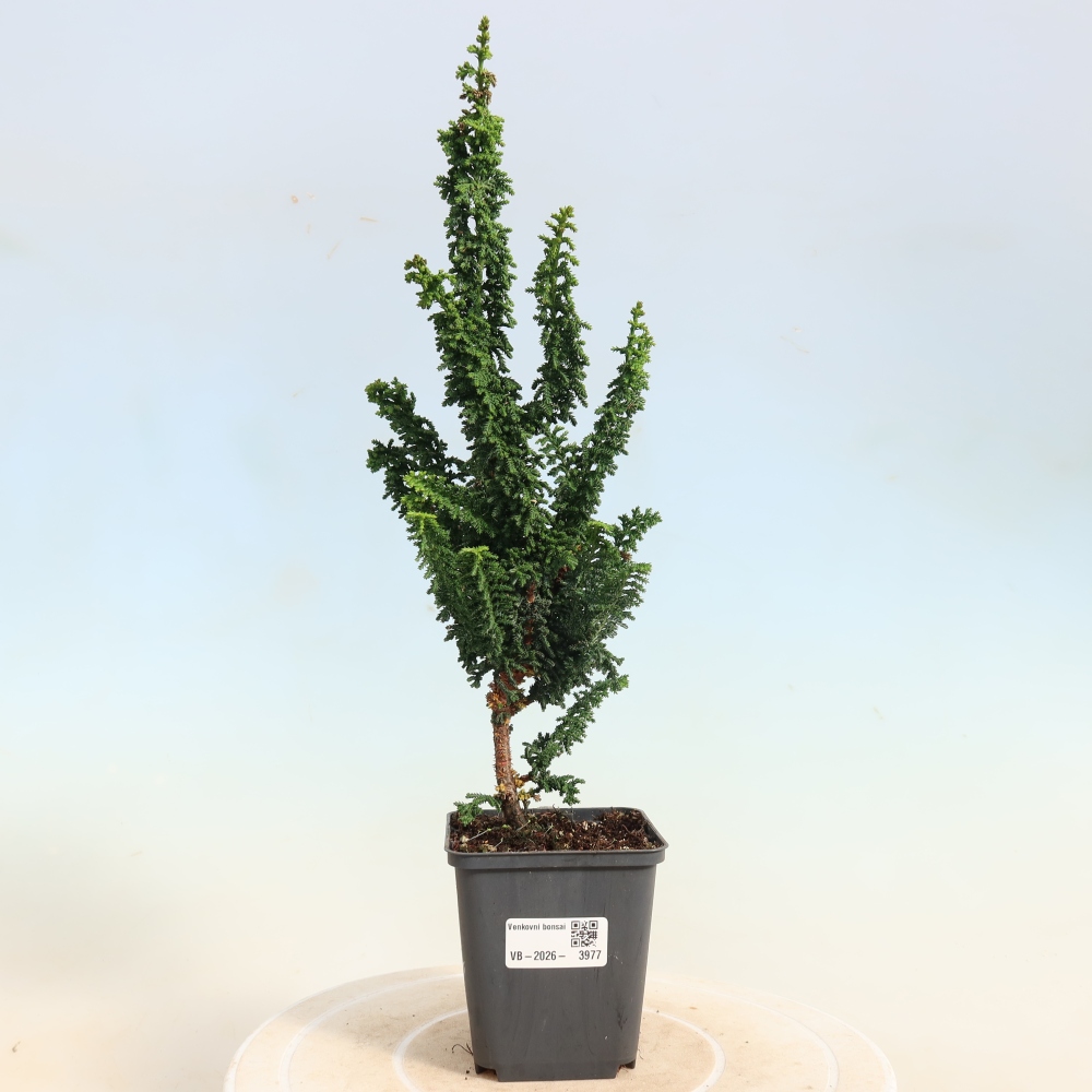 Outdoor bonsai - Cham. obtusa SEKKA HINOKI - Cypress
