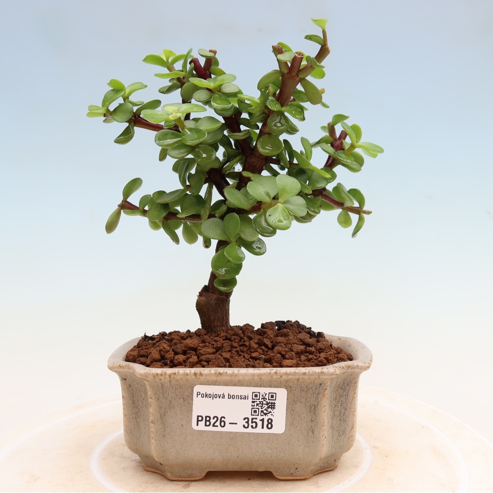 Room bonsai - Portulakaria Afra - Tlustice