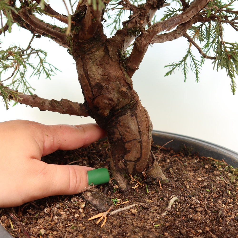 Outdoor Bonsai - Juniperus chinensis Itoigawa - Chinese Juniper