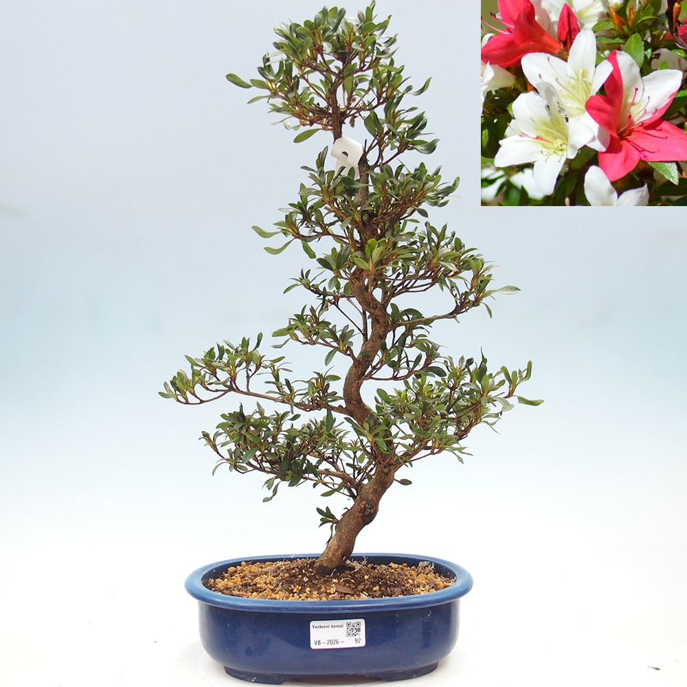 Outdoor bonsai - Japanese azalea - Azalea CHIHIRO