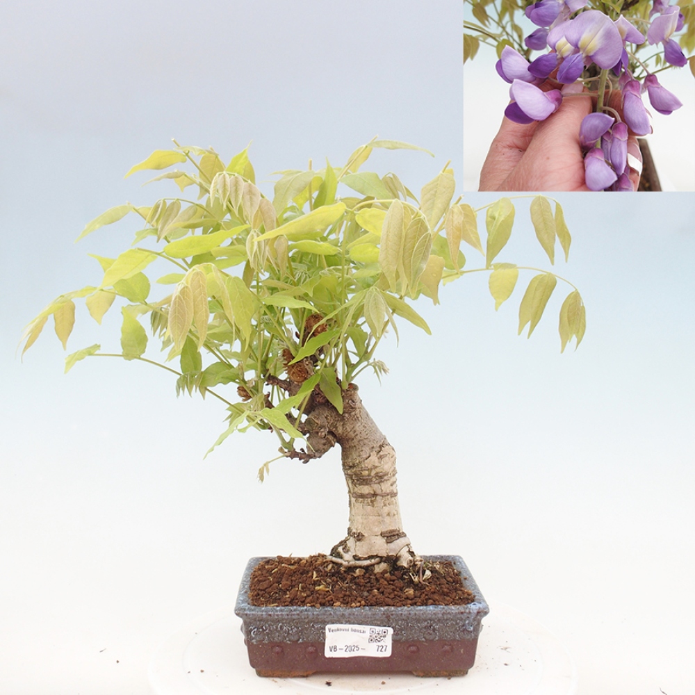 Outdoor bonsai - Wisteria floribunda - Wisteria floribunda