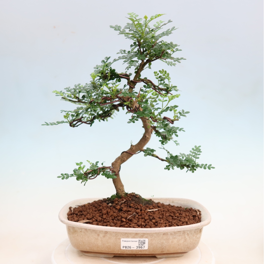 Room bonsai - Zantoxylum piperitum - pepper tree