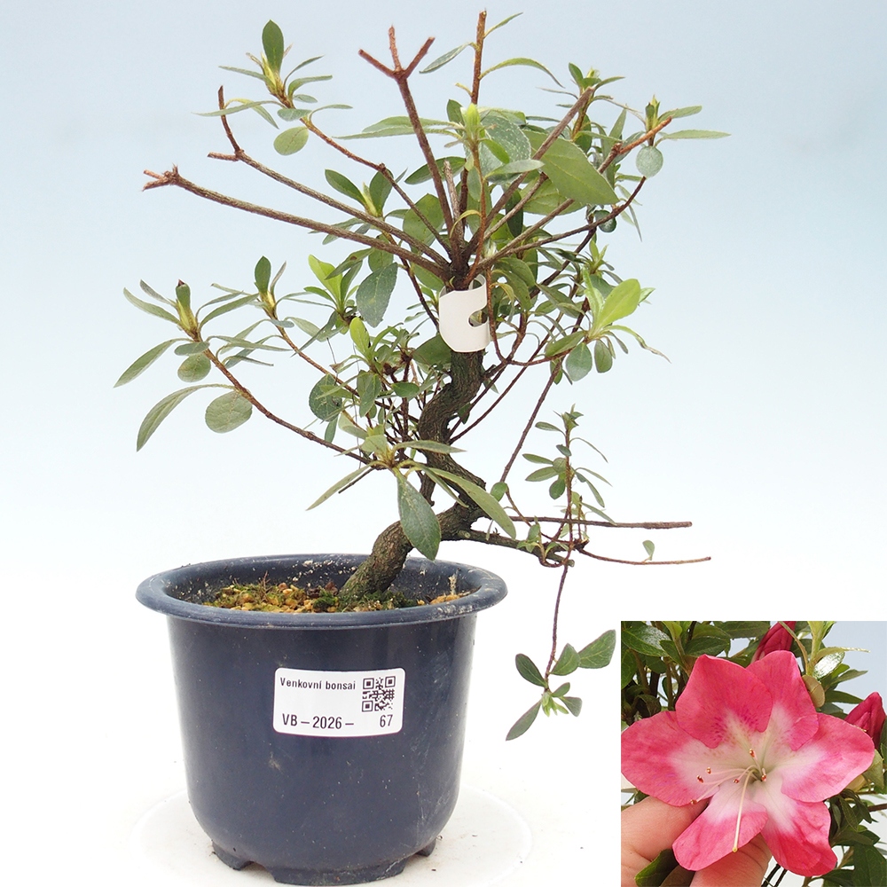 Outdoor bonsai - Japanese Azalea - Azalea Rin