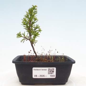 bonsai tree moss Bonsai Tree Moss Art Frame – The Moss Shop main image 0