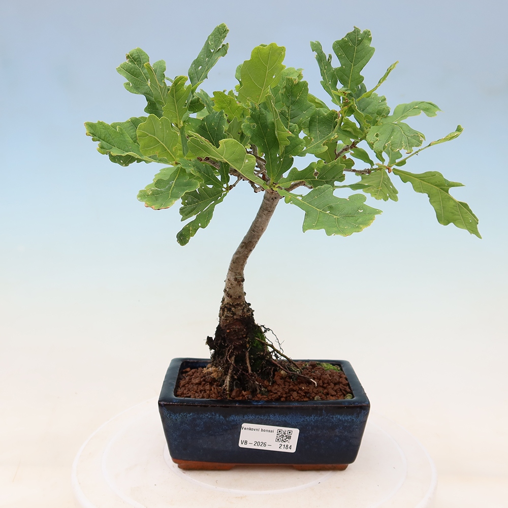 Outdoor Bonsai - Quercus robur - English Oak