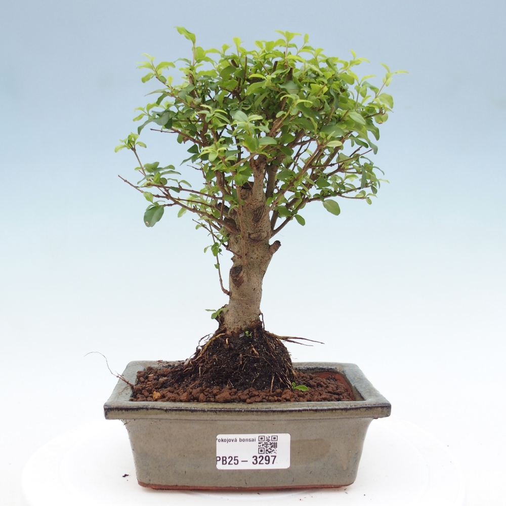 Room bonsai -Ligustrum chinensis - Birds Beak