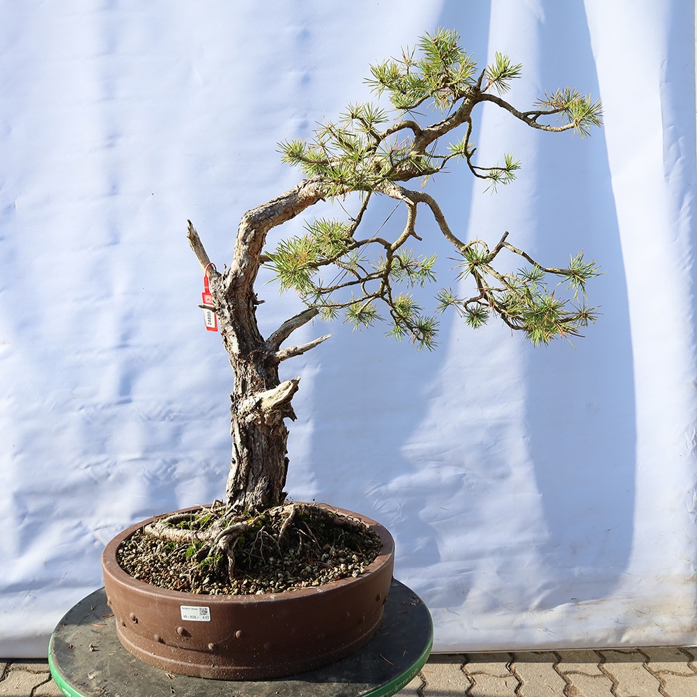 Pinus sylvestris Spain - Scots pine
