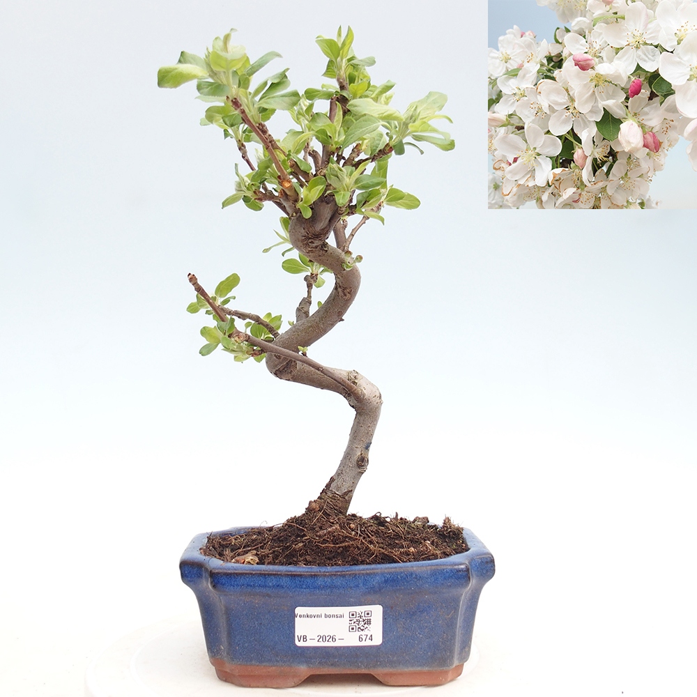 Outdoor bonsai -Malus halliana - Small-fruited apple tree