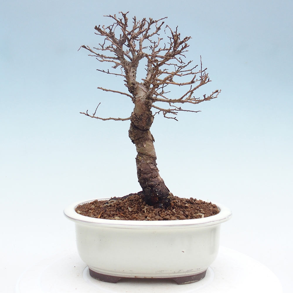 Outdoor bonsai - Zelkova - Zelkova NIRE