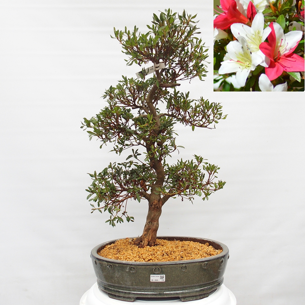 Outdoor bonsai - Japanese azalea - Azalea CHIHIRO