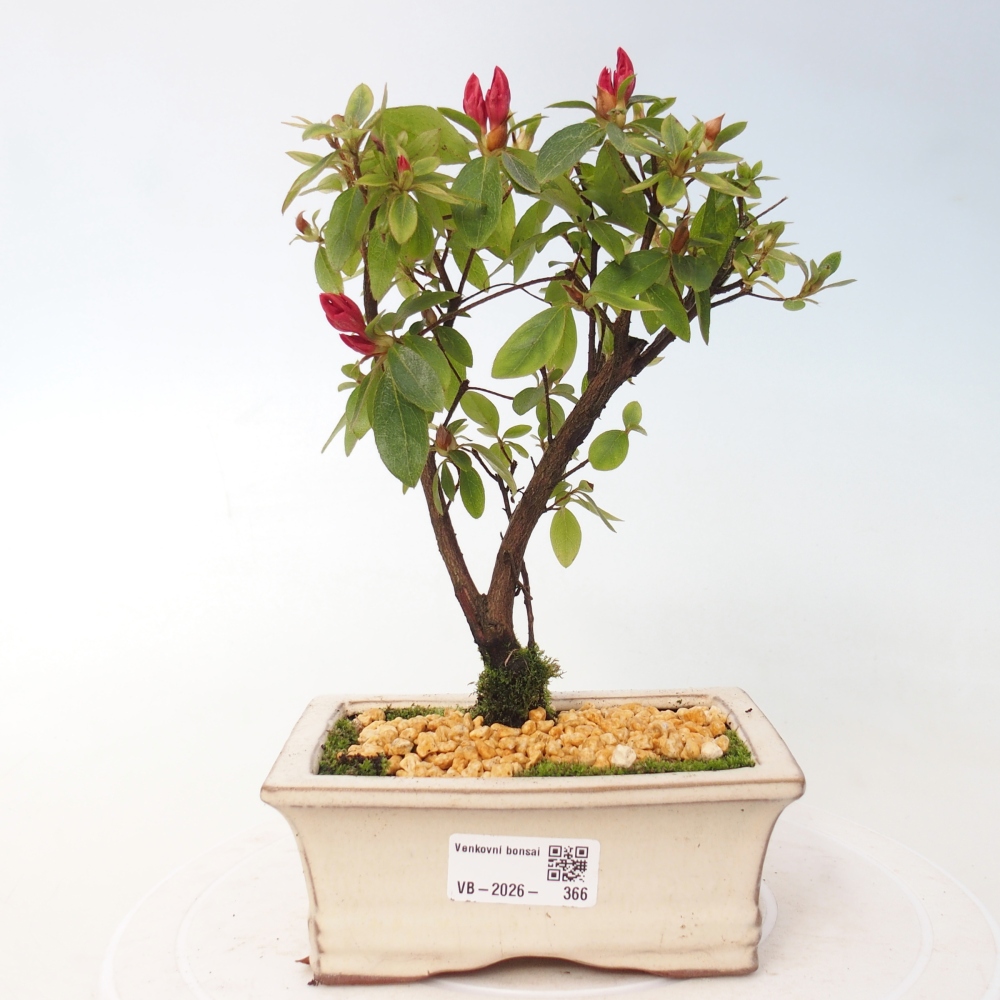 Outdoor bonsai - Japanese azalea - Azalea sp.