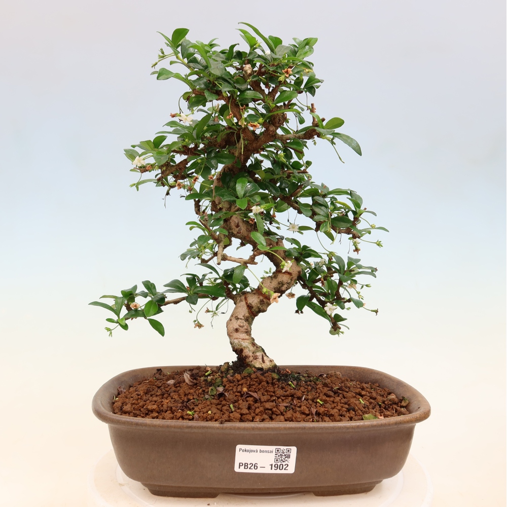 Room bonsai - Carmona macrophylla - Tea fuki