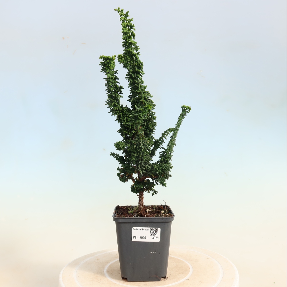 Outdoor bonsai - Cham. obtusa SEKKA HINOKI - Cypress