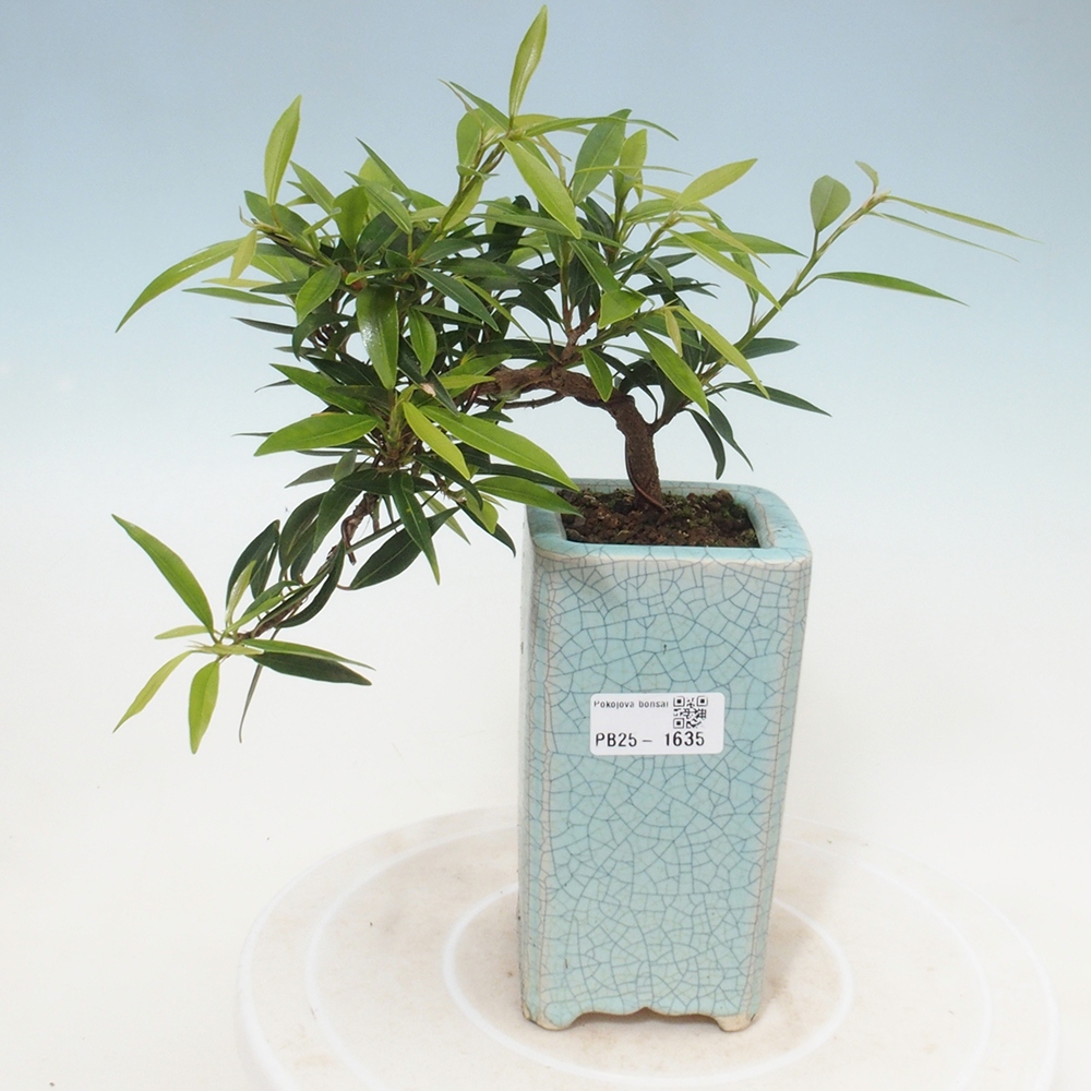 Indoor bonsai - Ficus nerifolia - small-leaved ficus