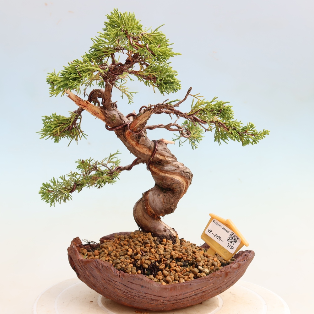 Outdoor Bonsai - Juniperus chinensis Itoigawa - Chinese Juniper