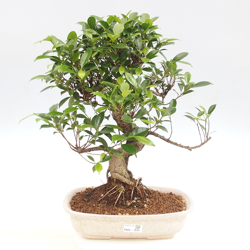 Room bonsai - Ficus kimmen - small-leaved ficus