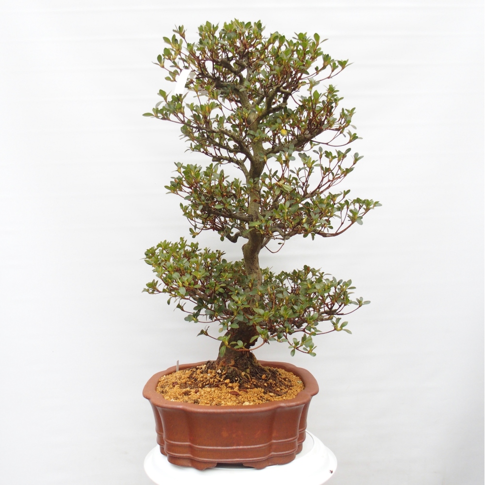 Outdoor bonsai - Japanese Azalea - Azalea Sansei