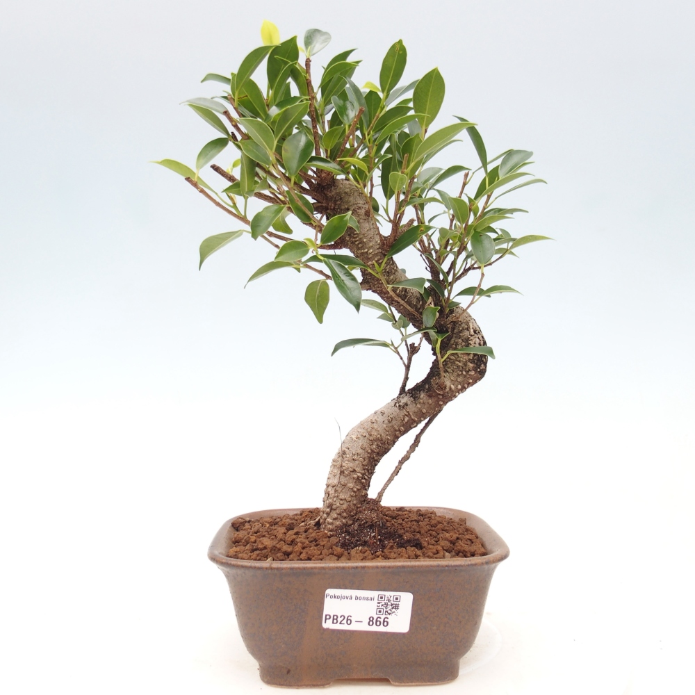 Room bonsai - Ficus retusa - small-leaved ficus