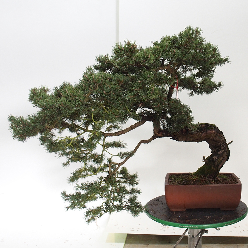 Yamadori - Pinus sylvestris Spain