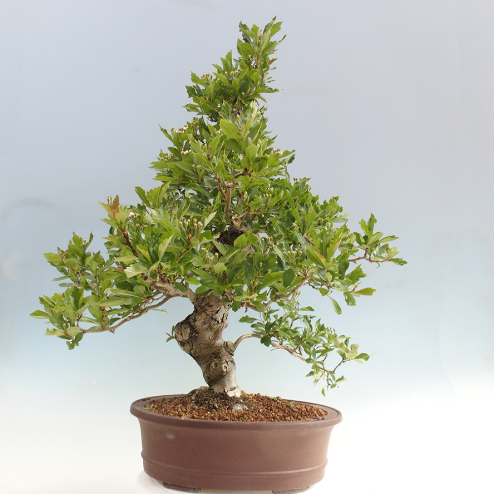 Outdoor bonsai - Hawthorn - Crataegus cuneata