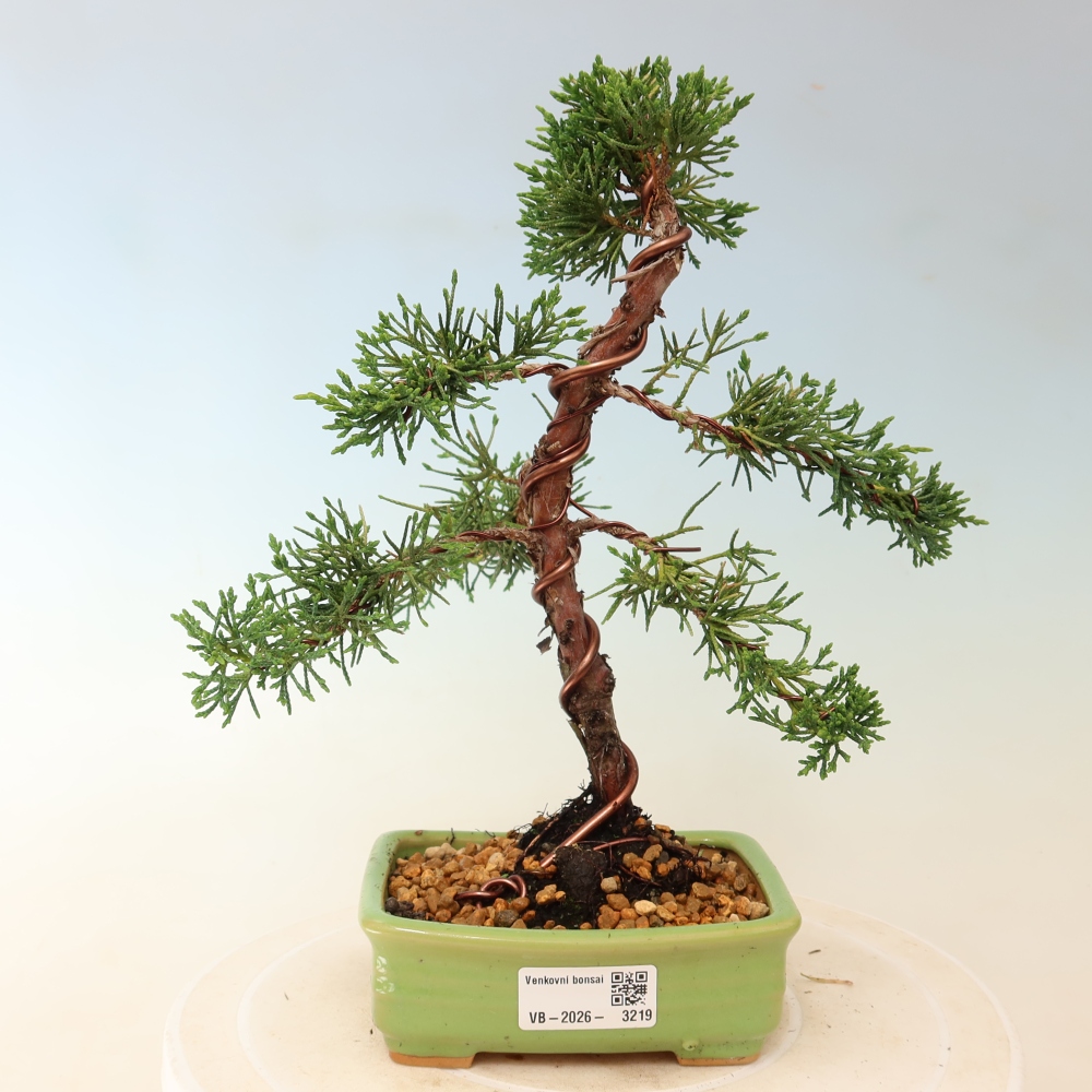 Outdoor bonsai - Juniperus chinensis Kishu