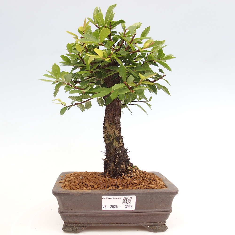 Outdoor bonsai - Zelkova - Zelkova NIRE