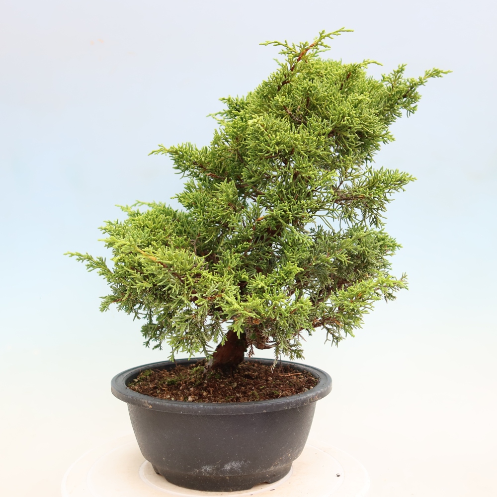 Outdoor Bonsai - Juniperus chinensis Itoigawa - Chinese Juniper