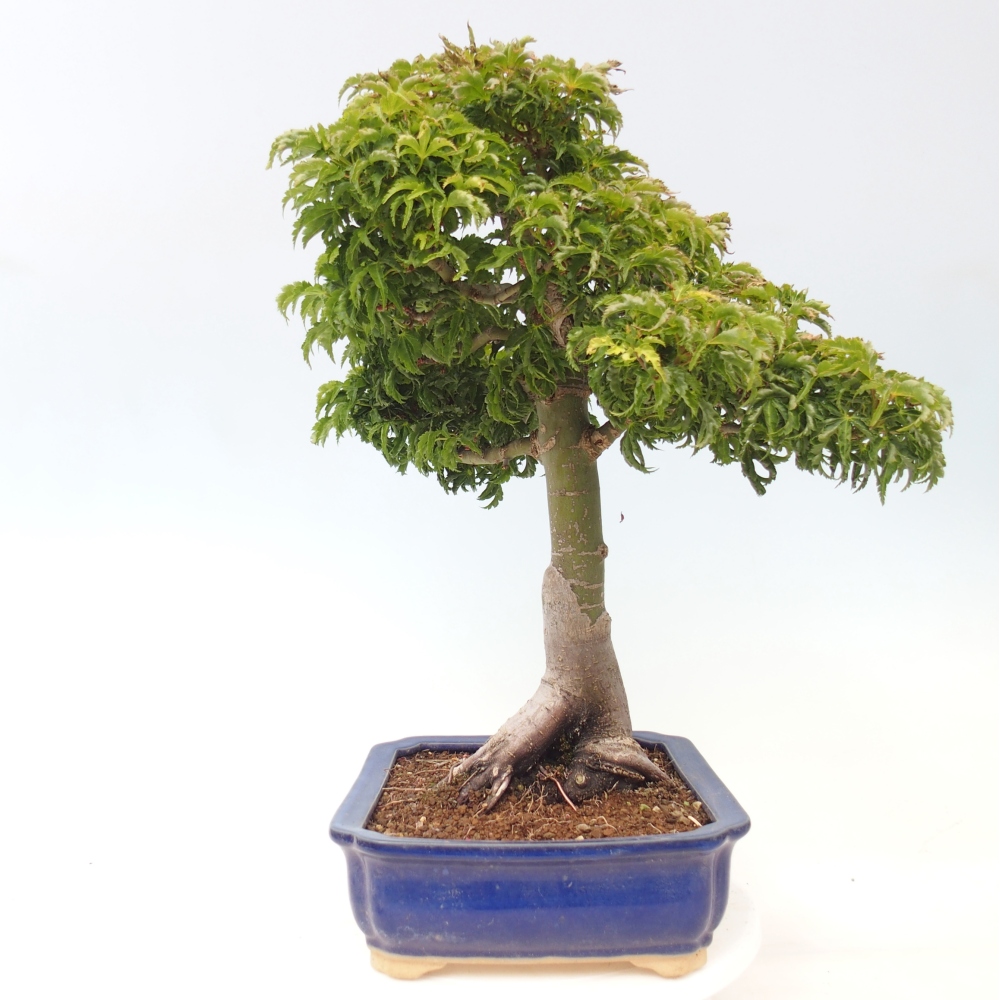 Outdoor bonsai -Javor palm Acer palmatum Shishigashira