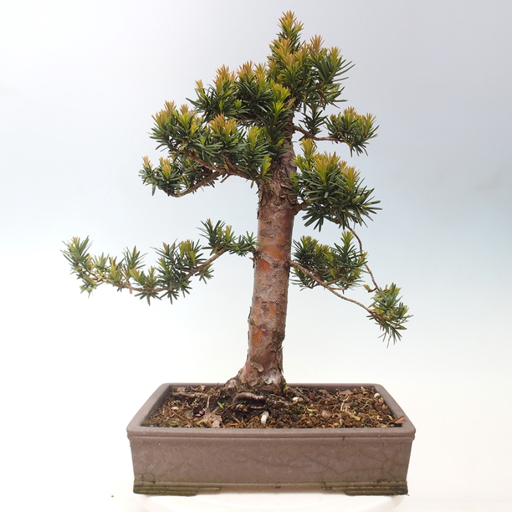 Outdoor bonsai - Taxus cuspidata - Japanese yew
