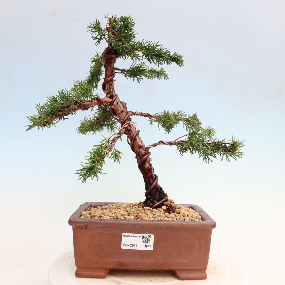 Outdoor bonsai - Juniperus chinensis Kishu