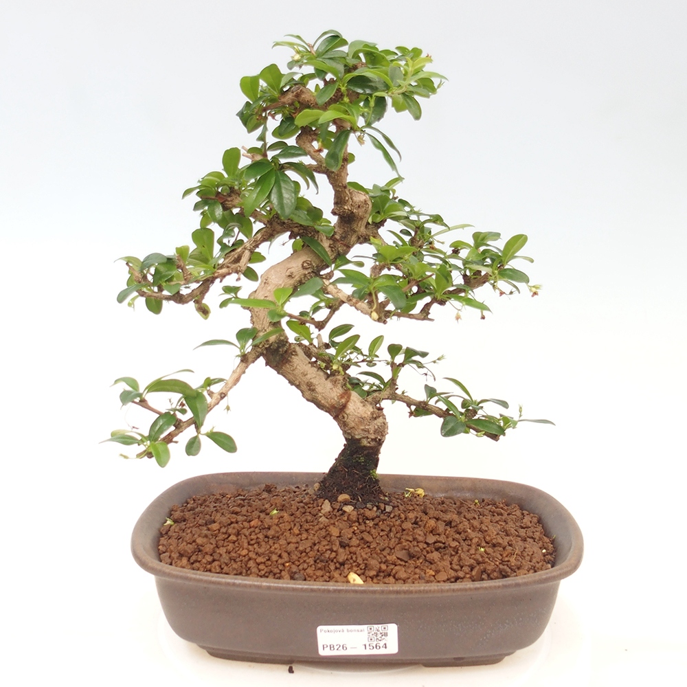 Room bonsai - Carmona macrophylla - Tea fuki